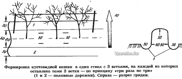 Схема обработки вишни от болезней и вредителей